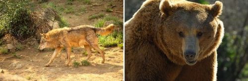 Lobo-Oso